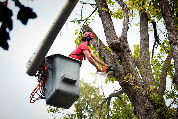 Best Tree Fertilization  in Kula, HI