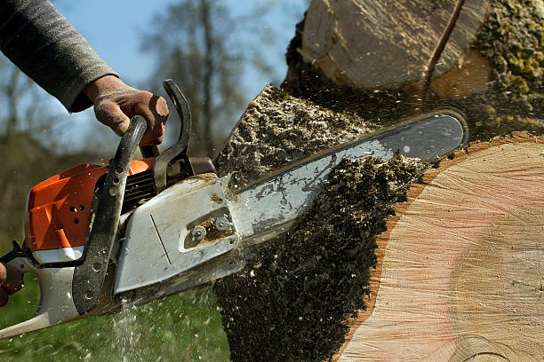 How Our Tree Care Process Works  in  Kula, HI